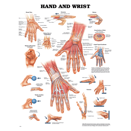ANATOMICAL CHARTS & POSTERS - Hand & Wrist Chart, Styrene Plastic (026559) (DROP SHIP ONLY) | Quantity - 1x EA